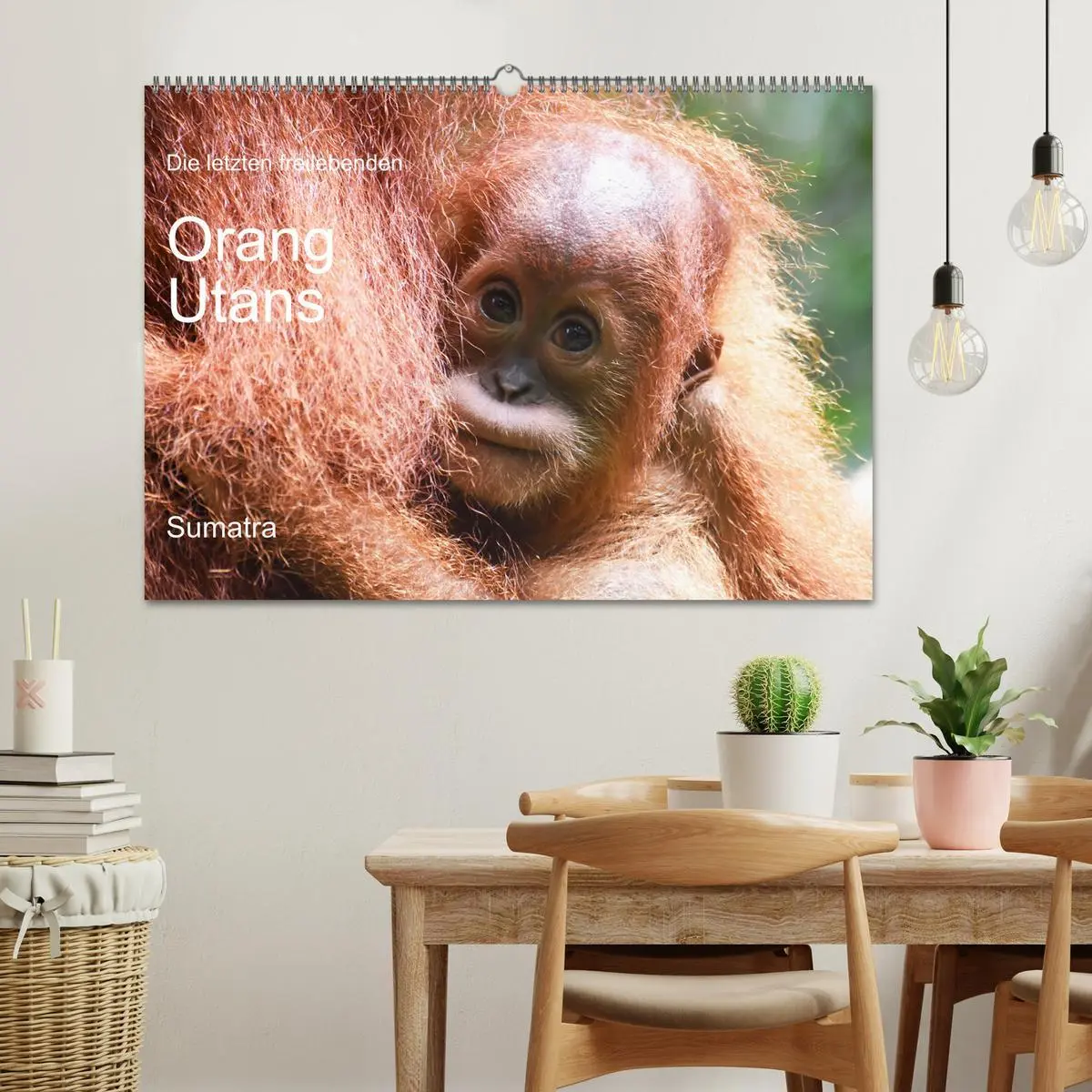 Bild: 9783457733615 | Die letzten freilebenden Orang Utans (Wandkalender 2026 DIN A2...