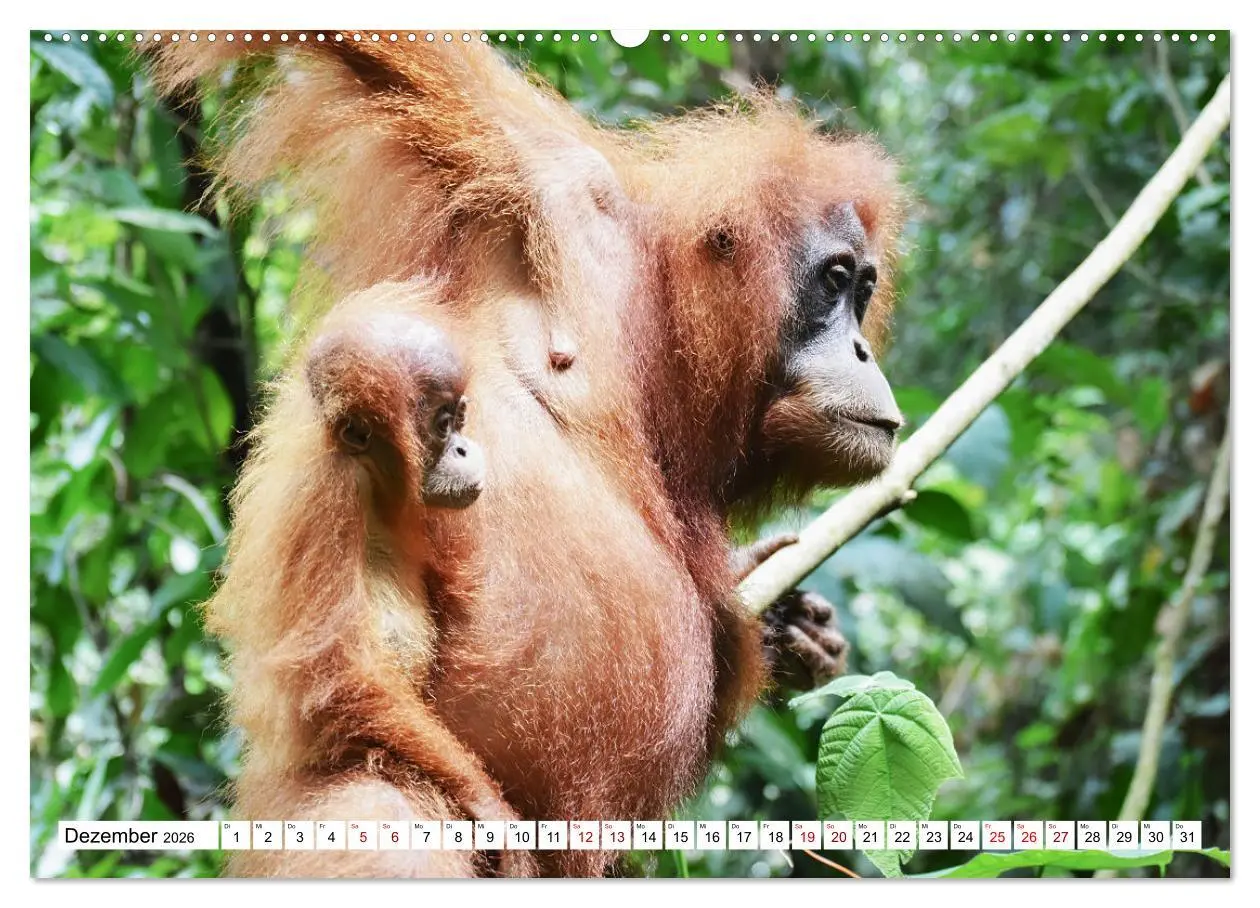 Bild: 9783457733615 | Die letzten freilebenden Orang Utans (Wandkalender 2026 DIN A2...