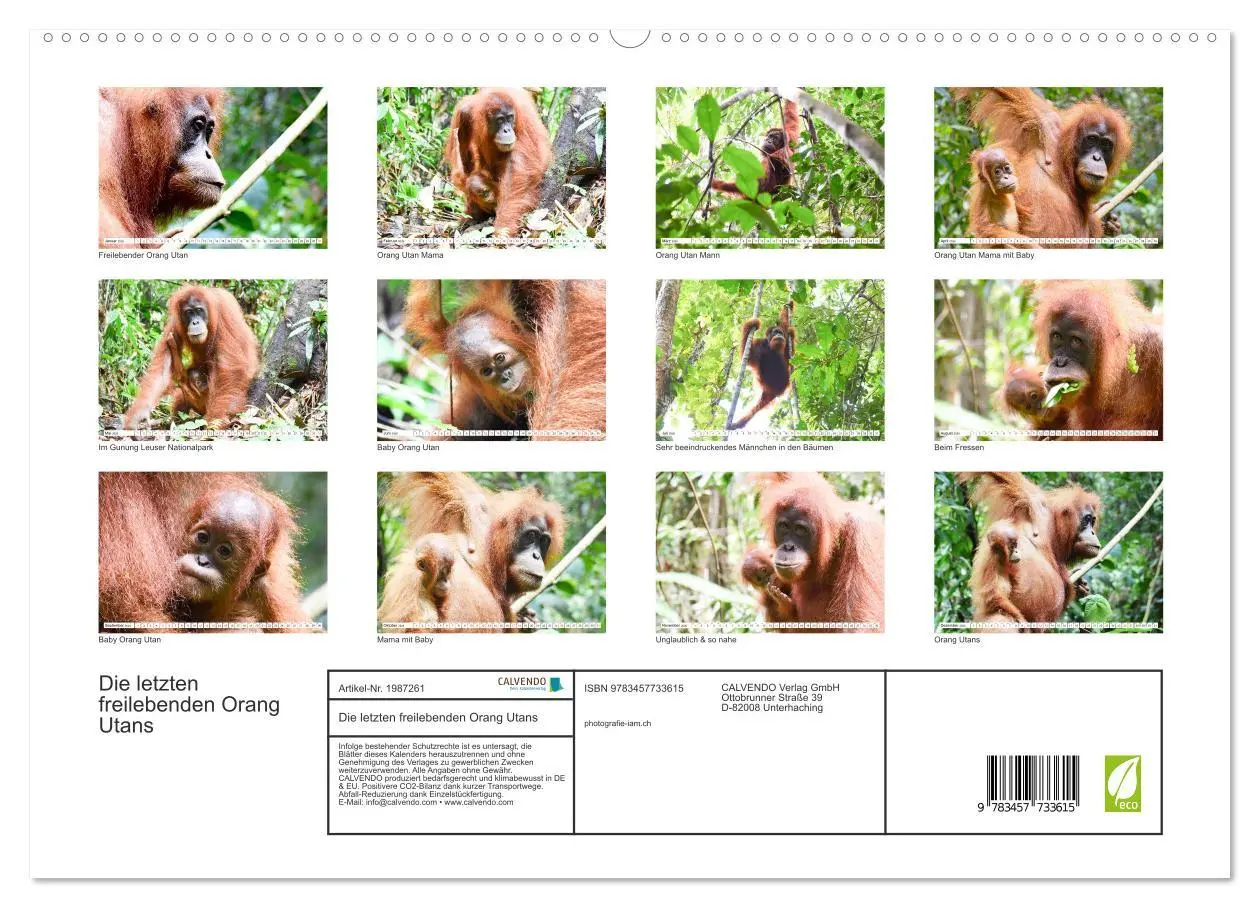 Bild: 9783457733615 | Die letzten freilebenden Orang Utans (Wandkalender 2026 DIN A2...