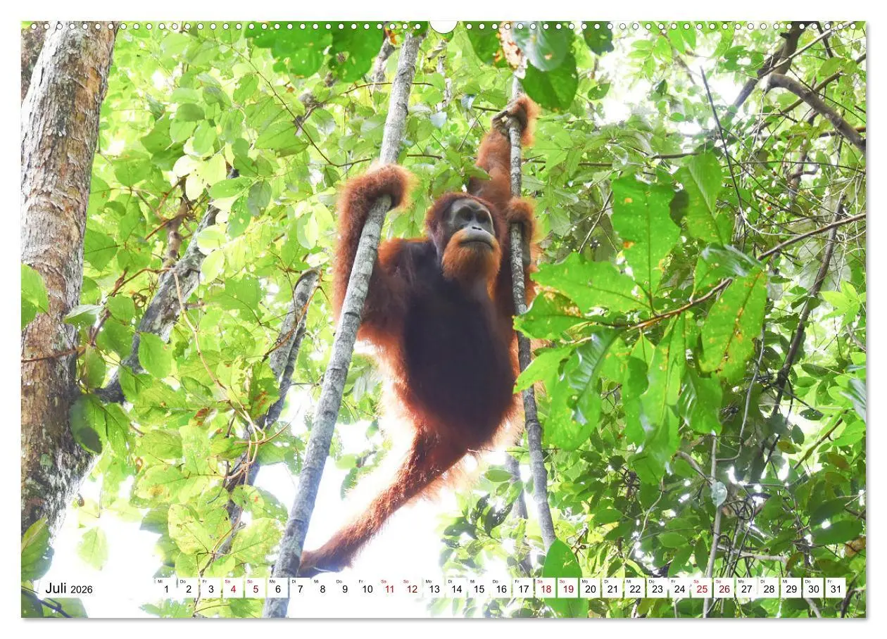 Bild: 9783457733615 | Die letzten freilebenden Orang Utans (Wandkalender 2026 DIN A2...