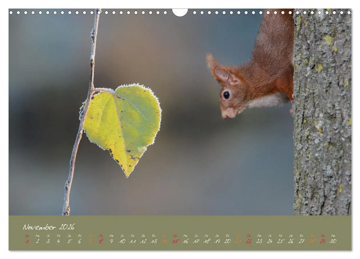 Bild: 9783457803615 | Mein kleiner Freund das Eichhörnchen (Wandkalender 2026 DIN A3...