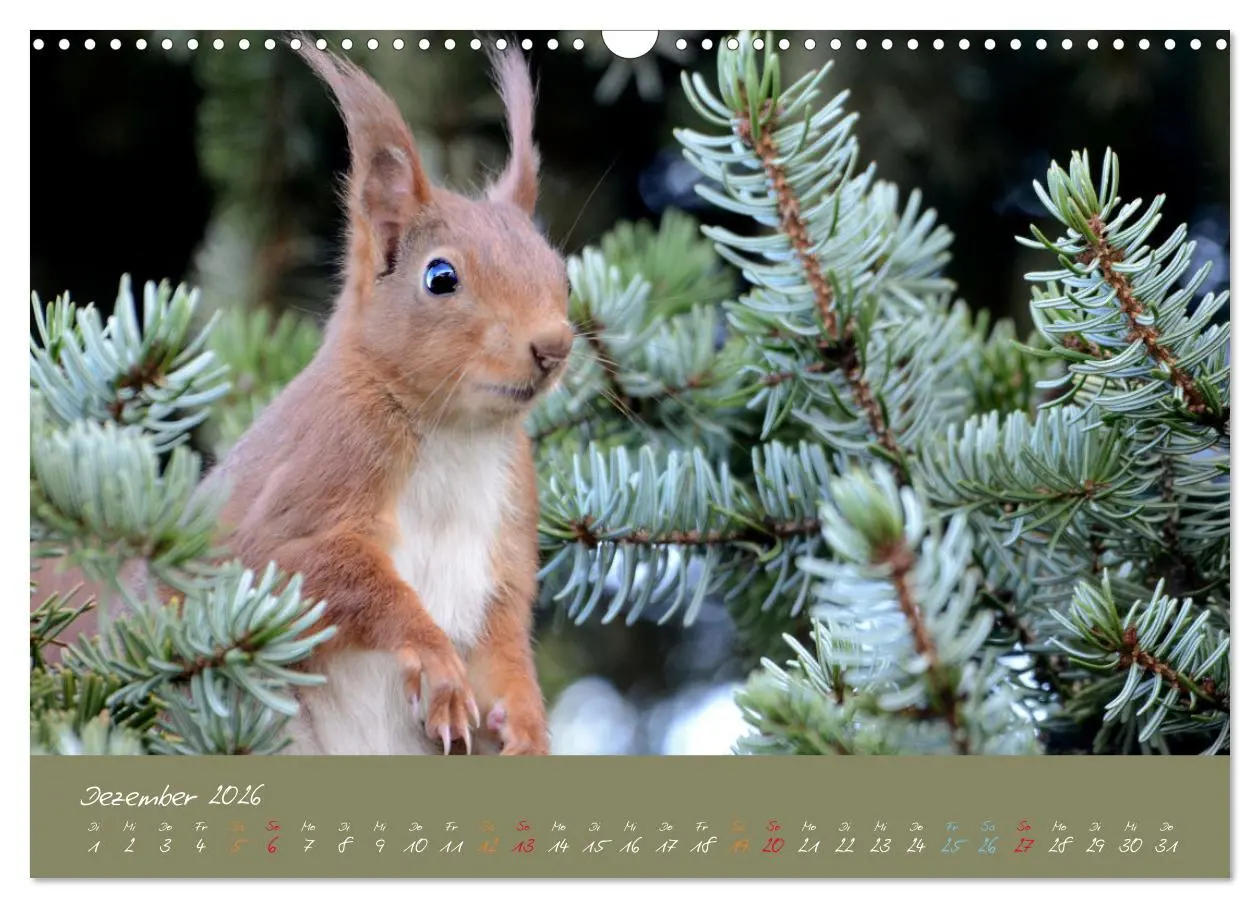 Bild: 9783457803615 | Mein kleiner Freund das Eichhörnchen (Wandkalender 2026 DIN A3...