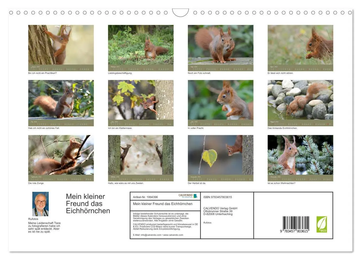 Bild: 9783457803615 | Mein kleiner Freund das Eichhörnchen (Wandkalender 2026 DIN A3...