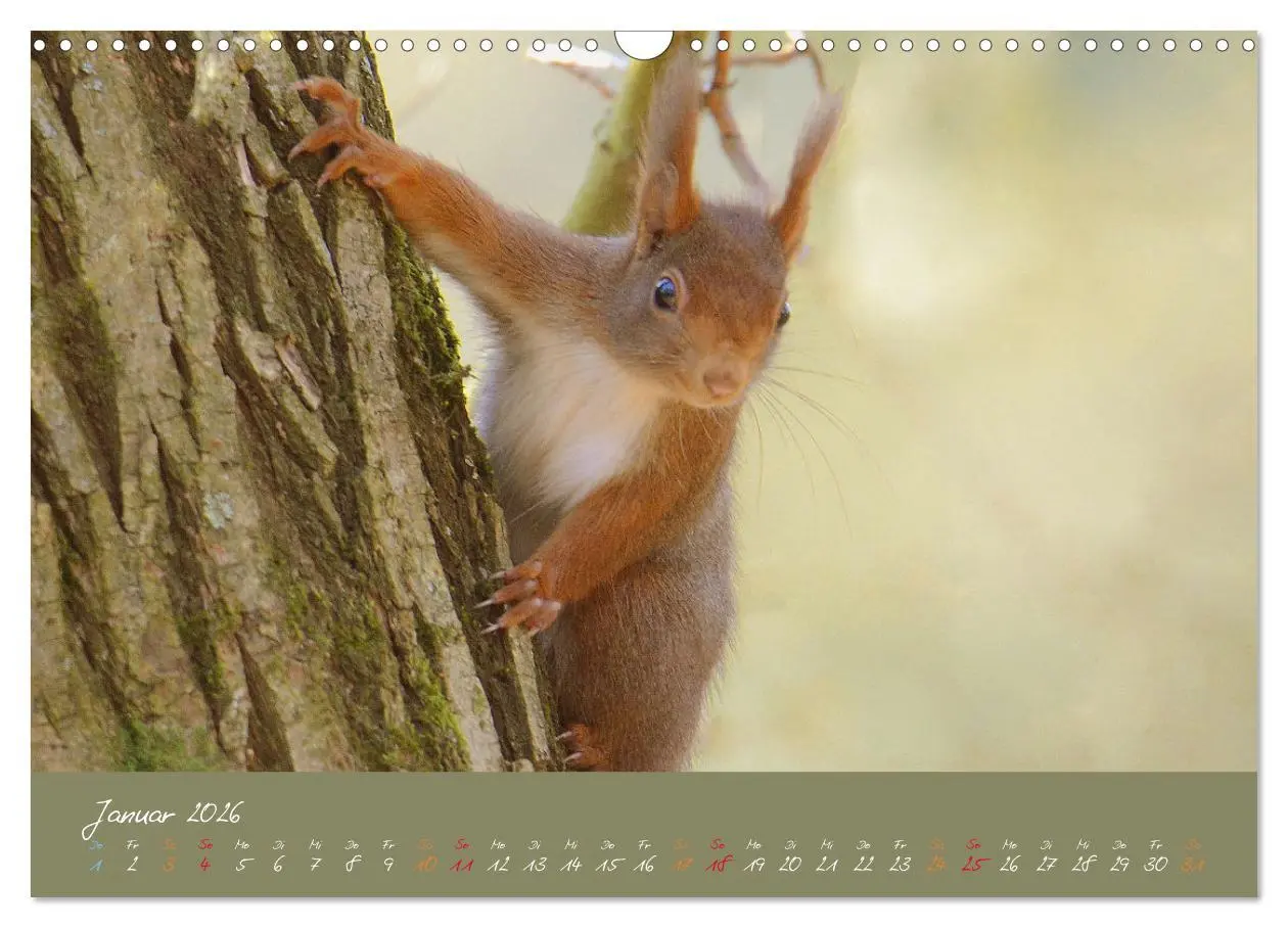 Bild: 9783457803615 | Mein kleiner Freund das Eichhörnchen (Wandkalender 2026 DIN A3...