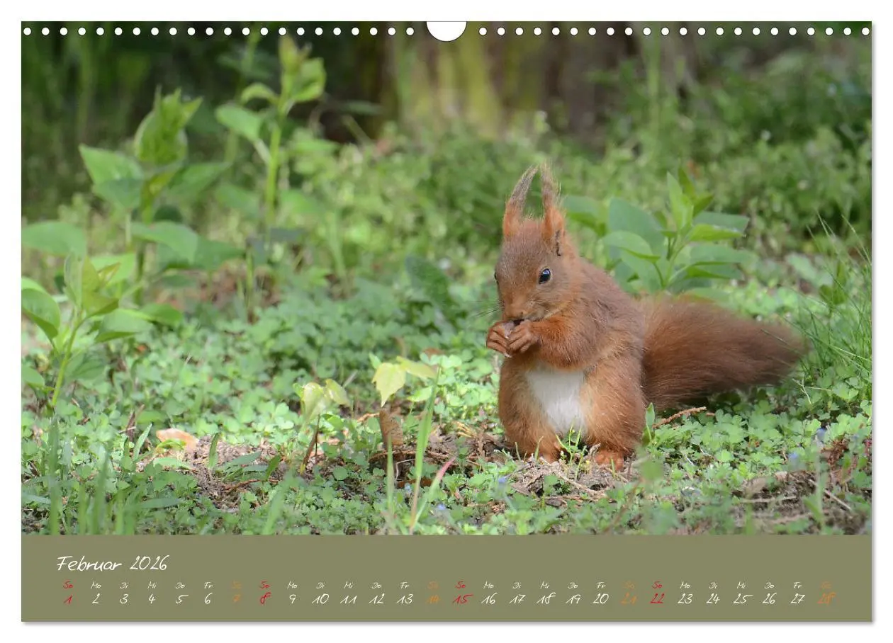 Bild: 9783457803615 | Mein kleiner Freund das Eichhörnchen (Wandkalender 2026 DIN A3...