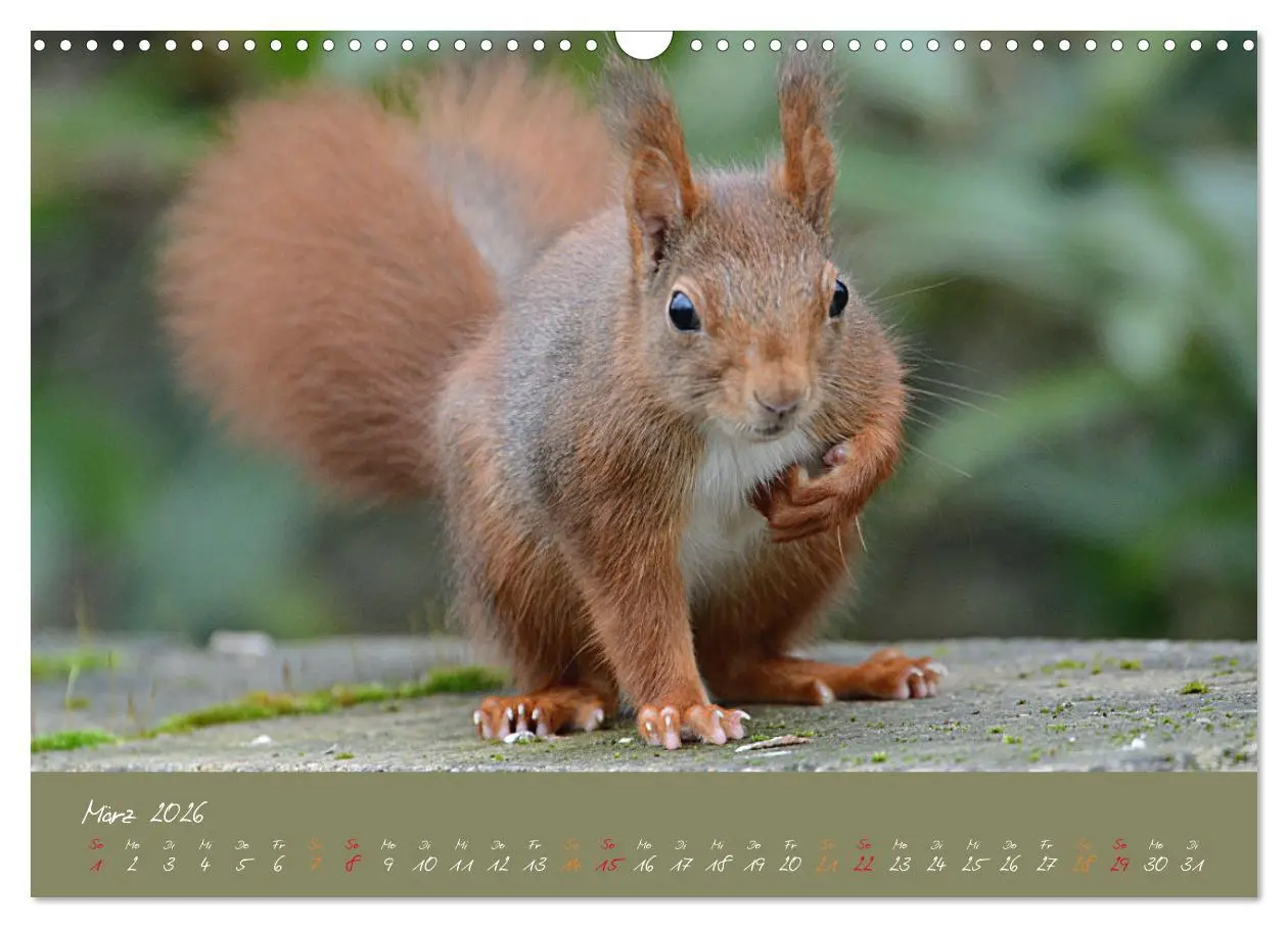 Bild: 9783457803615 | Mein kleiner Freund das Eichhörnchen (Wandkalender 2026 DIN A3...