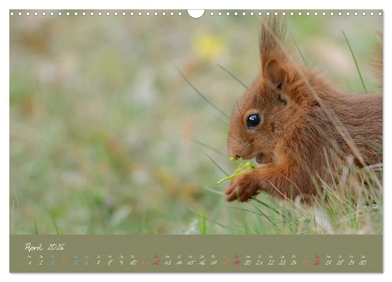 Bild: 9783457803615 | Mein kleiner Freund das Eichhörnchen (Wandkalender 2026 DIN A3...