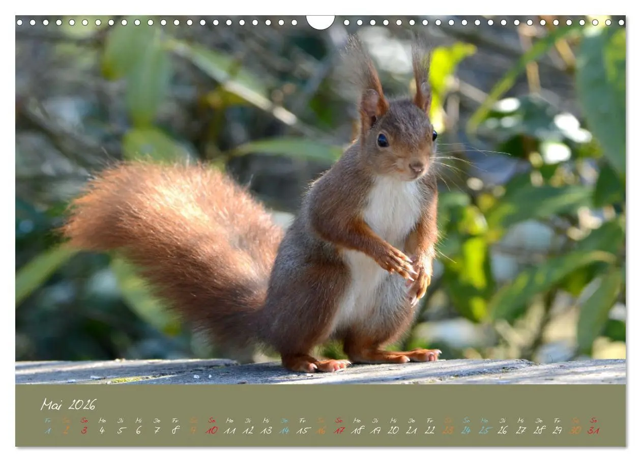 Bild: 9783457803615 | Mein kleiner Freund das Eichhörnchen (Wandkalender 2026 DIN A3...