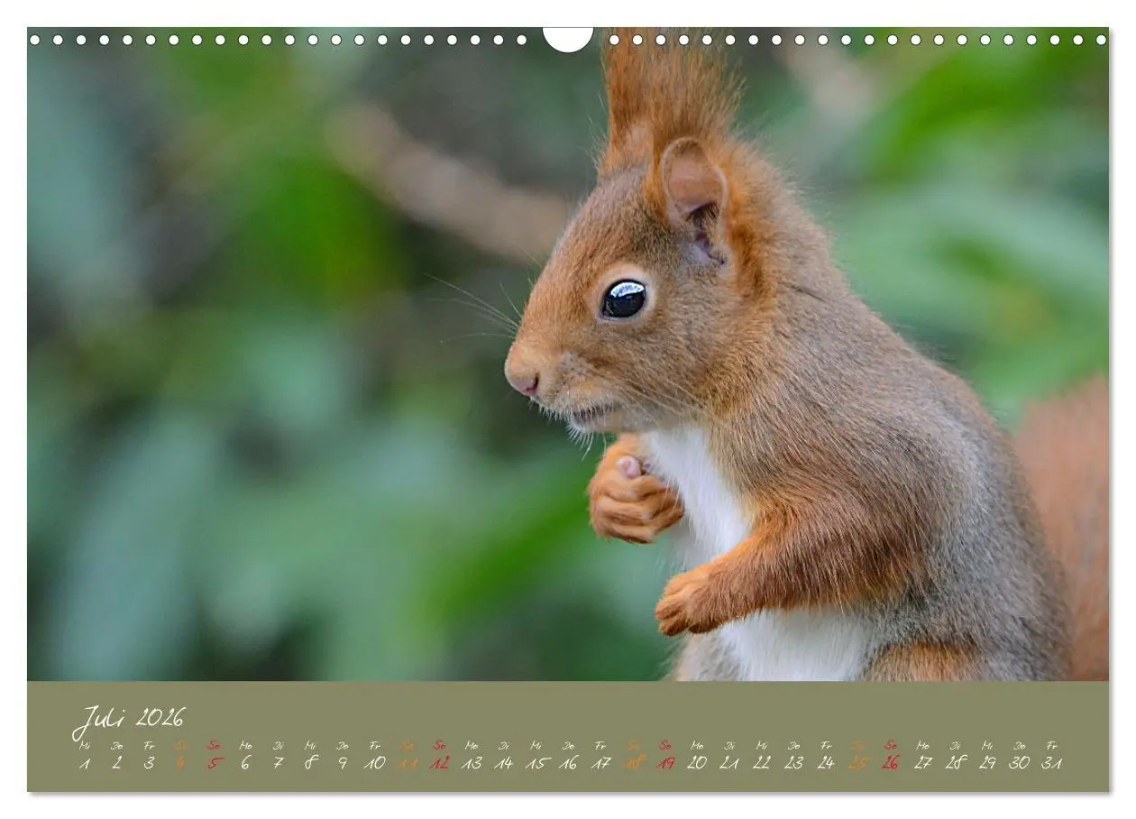 Bild: 9783457803615 | Mein kleiner Freund das Eichhörnchen (Wandkalender 2026 DIN A3...