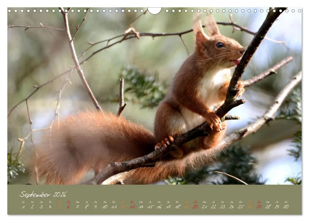 Bild: 9783457803615 | Mein kleiner Freund das Eichhörnchen (Wandkalender 2026 DIN A3...