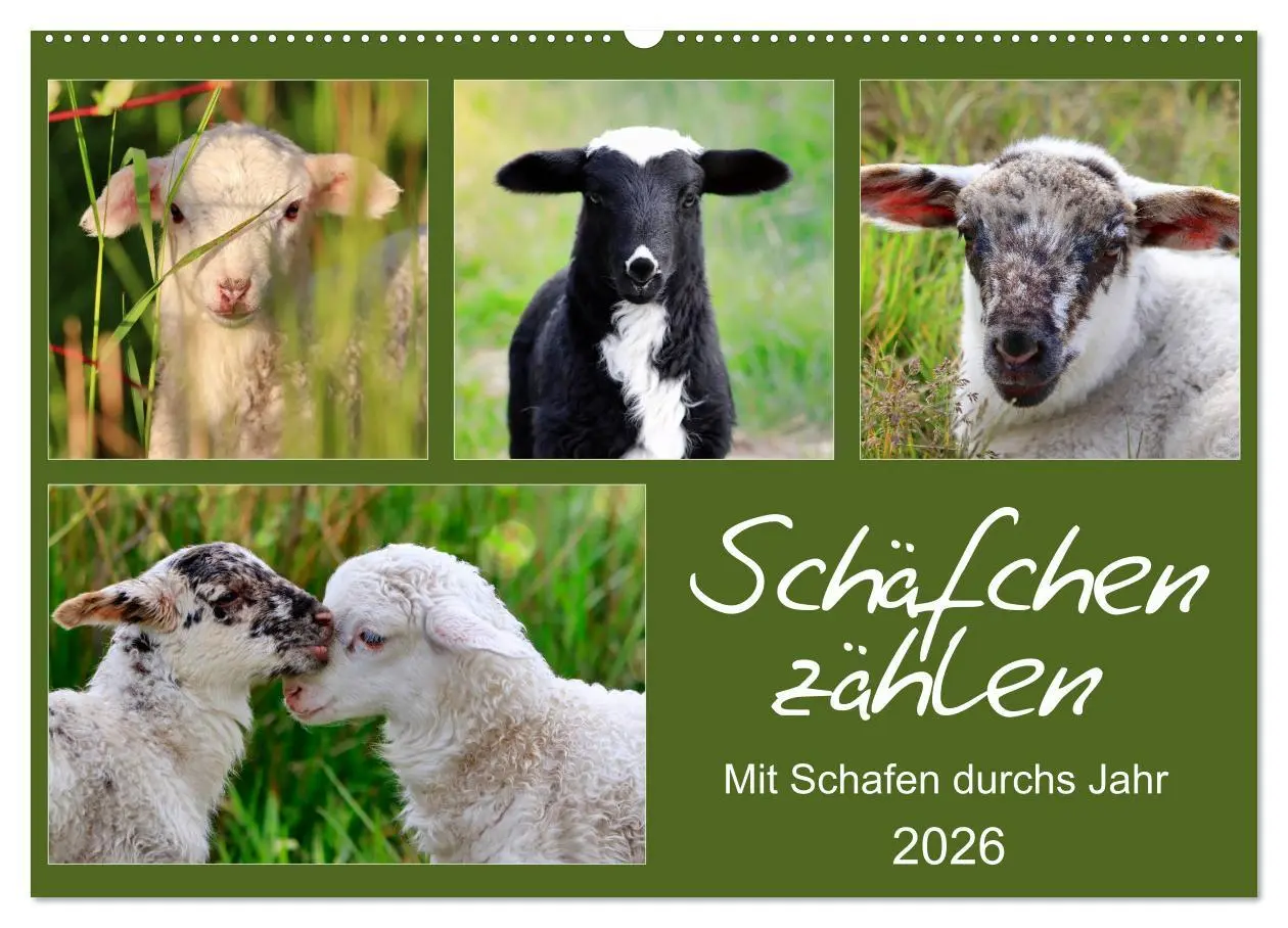 Cover: 9783457893715 | Schäfchen zählen - Mit Schafen durchs Jahr (Wandkalender 2026 DIN...