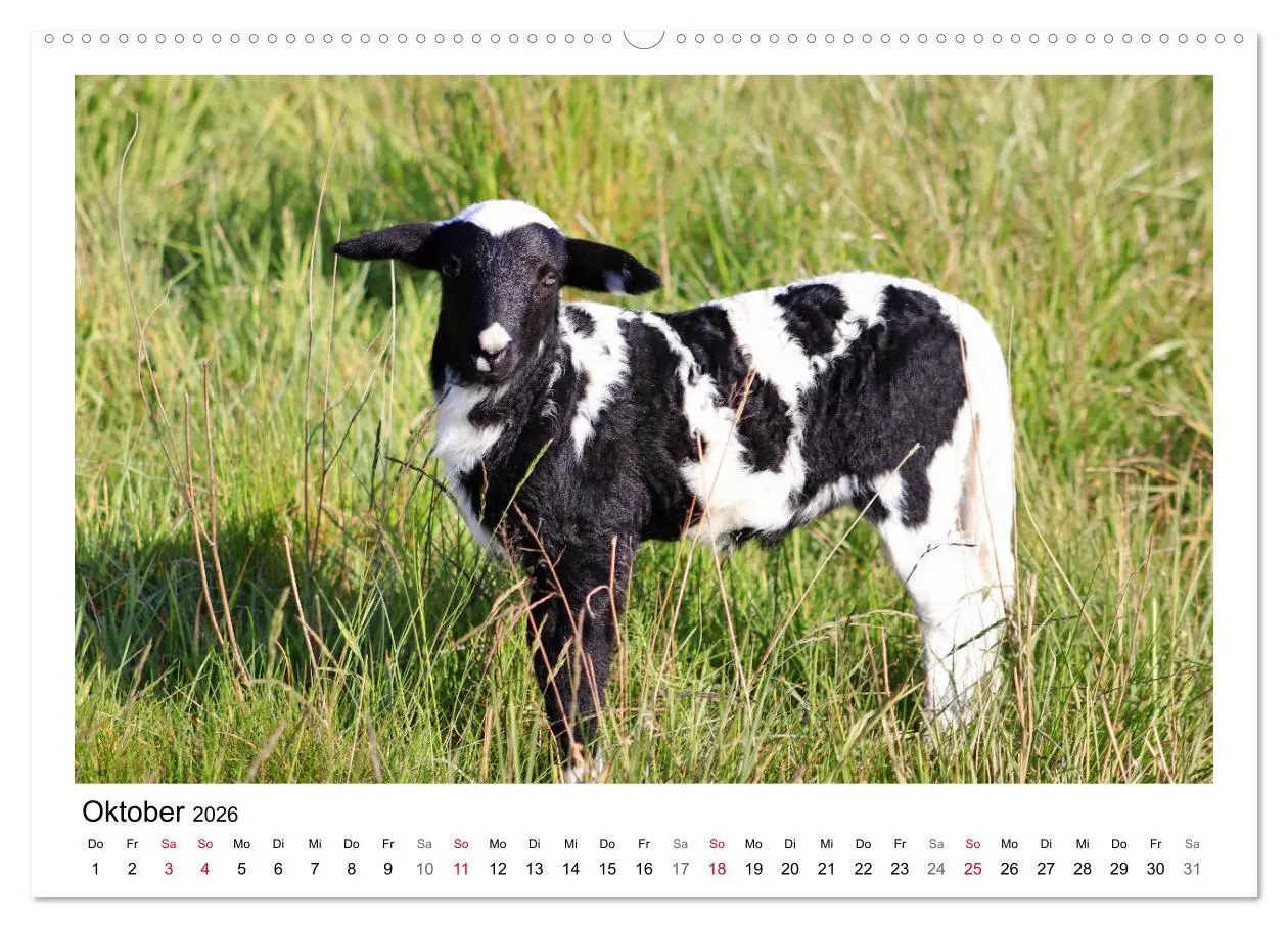 Bild: 9783457893715 | Schäfchen zählen - Mit Schafen durchs Jahr (Wandkalender 2026 DIN...