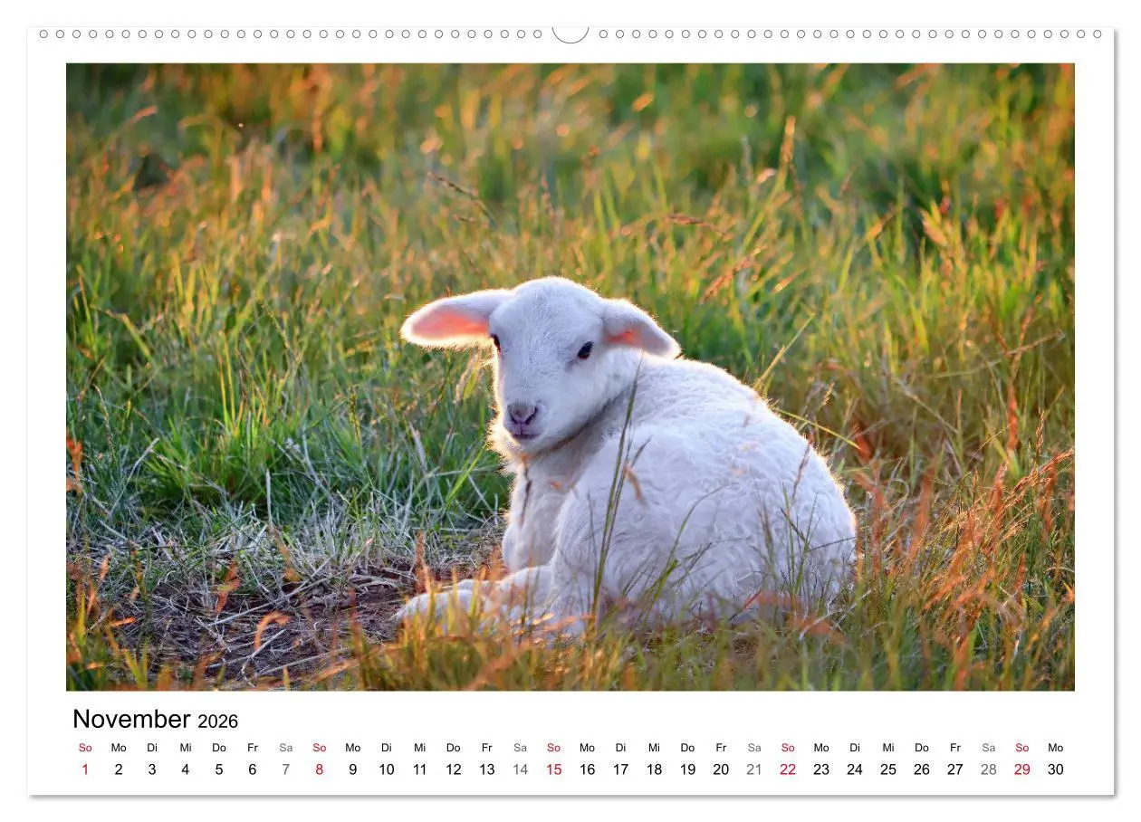 Bild: 9783457893715 | Schäfchen zählen - Mit Schafen durchs Jahr (Wandkalender 2026 DIN...
