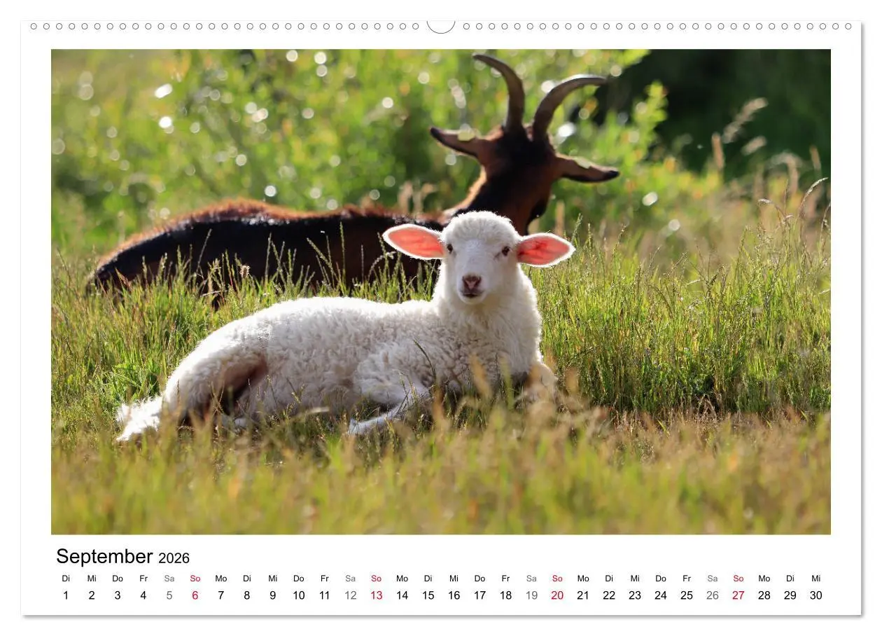Bild: 9783457893715 | Schäfchen zählen - Mit Schafen durchs Jahr (Wandkalender 2026 DIN...