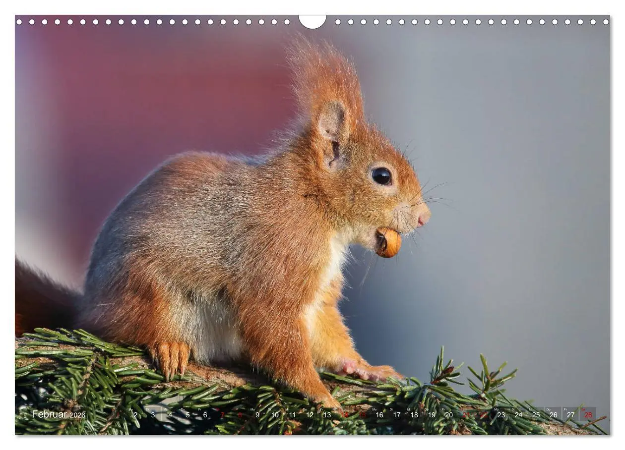 Bild: 9783457883815 | Eichhörnchen Momentaufnahmen fürs Herz (Wandkalender 2026 DIN A3...