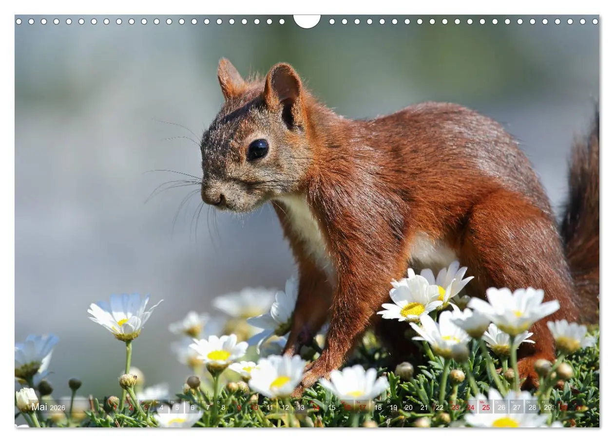 Bild: 9783457883815 | Eichhörnchen Momentaufnahmen fürs Herz (Wandkalender 2026 DIN A3...