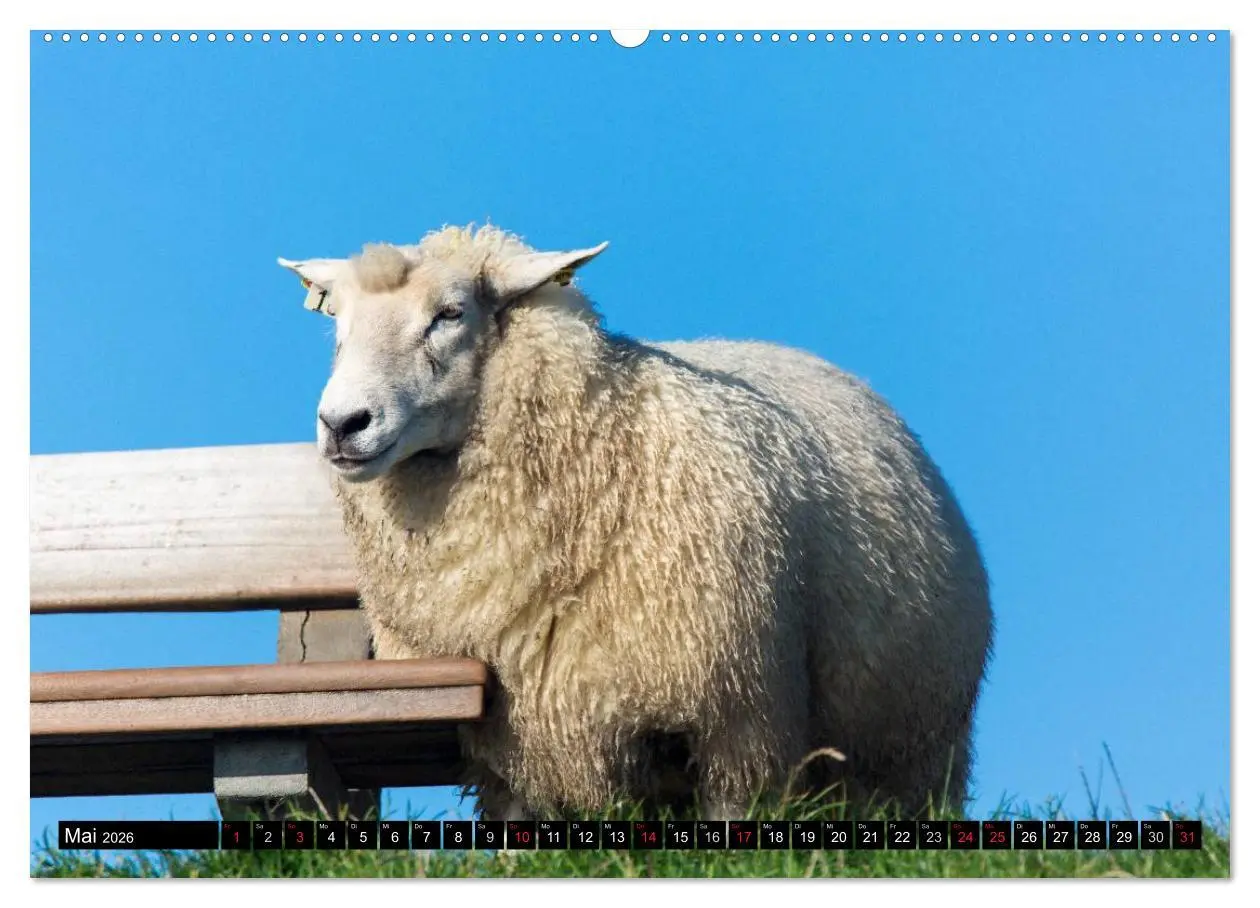 Bild: 9783457953815 | Grüße von Pellworm (Wandkalender 2026 DIN A2 quer), CALVENDO...