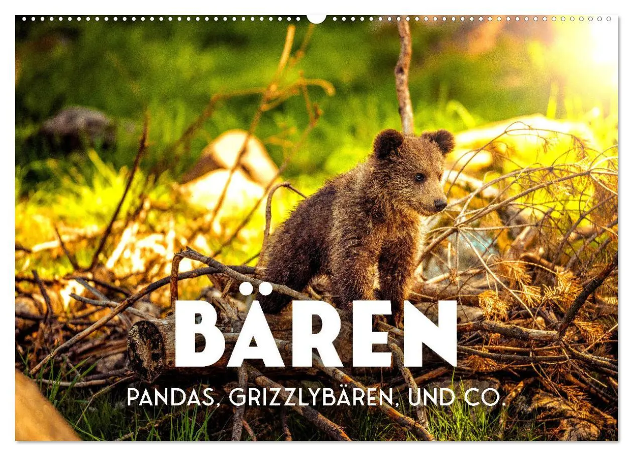 Cover: 9783457563915 | Bären - Pandas, Grizzlybären und Co. (Wandkalender 2026 DIN A2...
