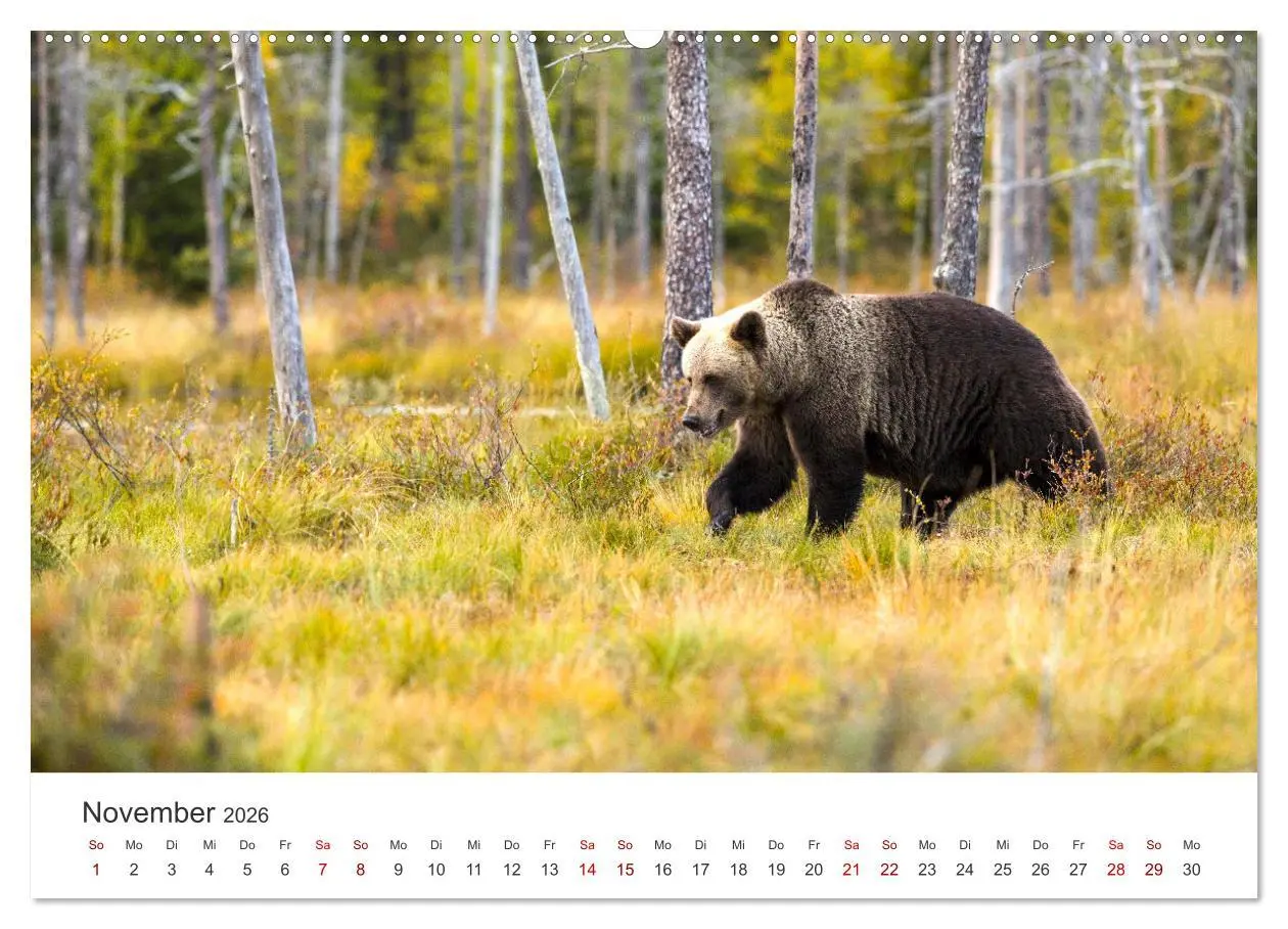Bild: 9783457563915 | Bären - Pandas, Grizzlybären und Co. (Wandkalender 2026 DIN A2...