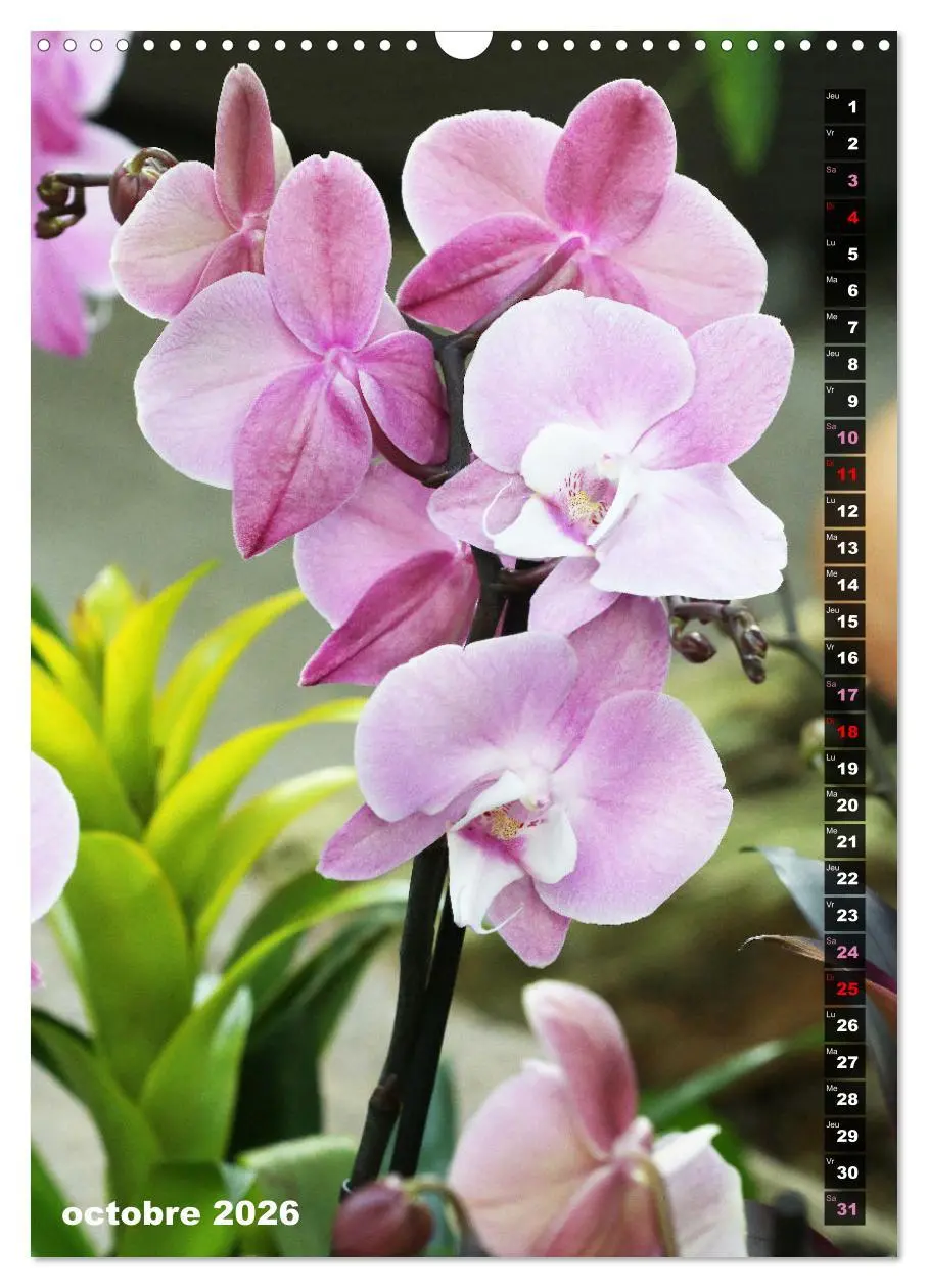 Bild: 9783516544015 | Miracle floral l'orchidée (Calendrier mural 2026 DIN A3...