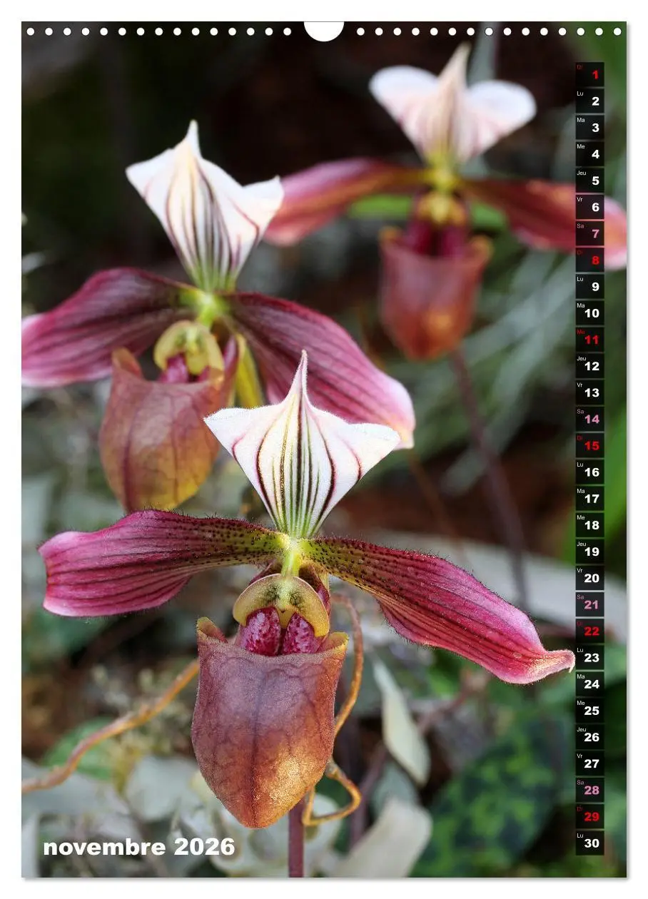 Bild: 9783516544015 | Miracle floral l'orchidée (Calendrier mural 2026 DIN A3...
