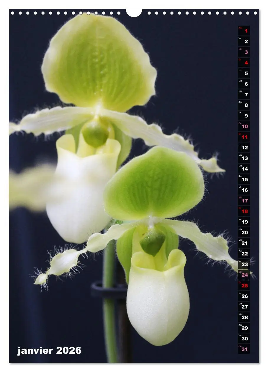 Bild: 9783516544015 | Miracle floral l'orchidée (Calendrier mural 2026 DIN A3...