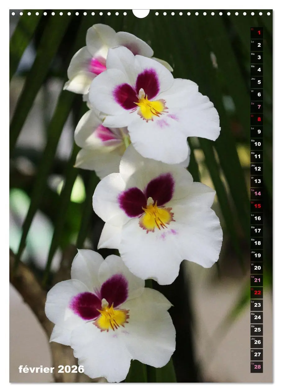 Bild: 9783516544015 | Miracle floral l'orchidée (Calendrier mural 2026 DIN A3...