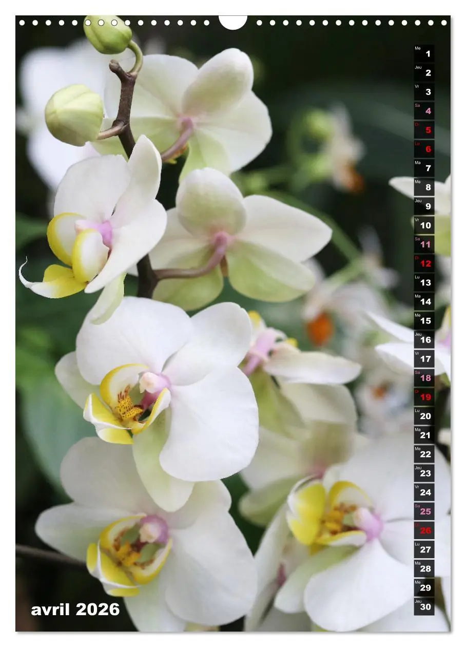 Bild: 9783516544015 | Miracle floral l'orchidée (Calendrier mural 2026 DIN A3...