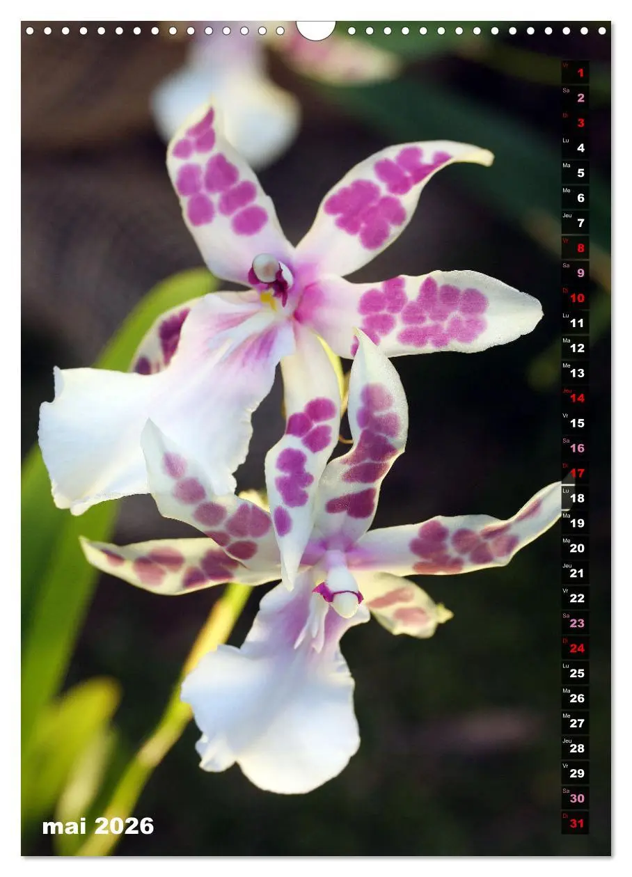 Bild: 9783516544015 | Miracle floral l'orchidée (Calendrier mural 2026 DIN A3...