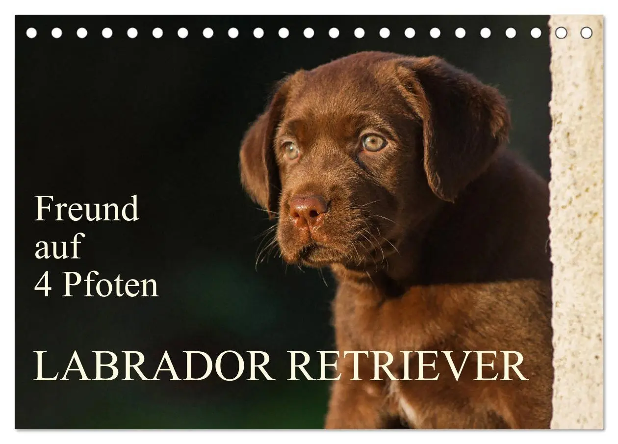 Cover: 9783457824115 | Freund auf 4 Pfoten - Labrador Retriever (Tischkalender 2026 DIN A5...