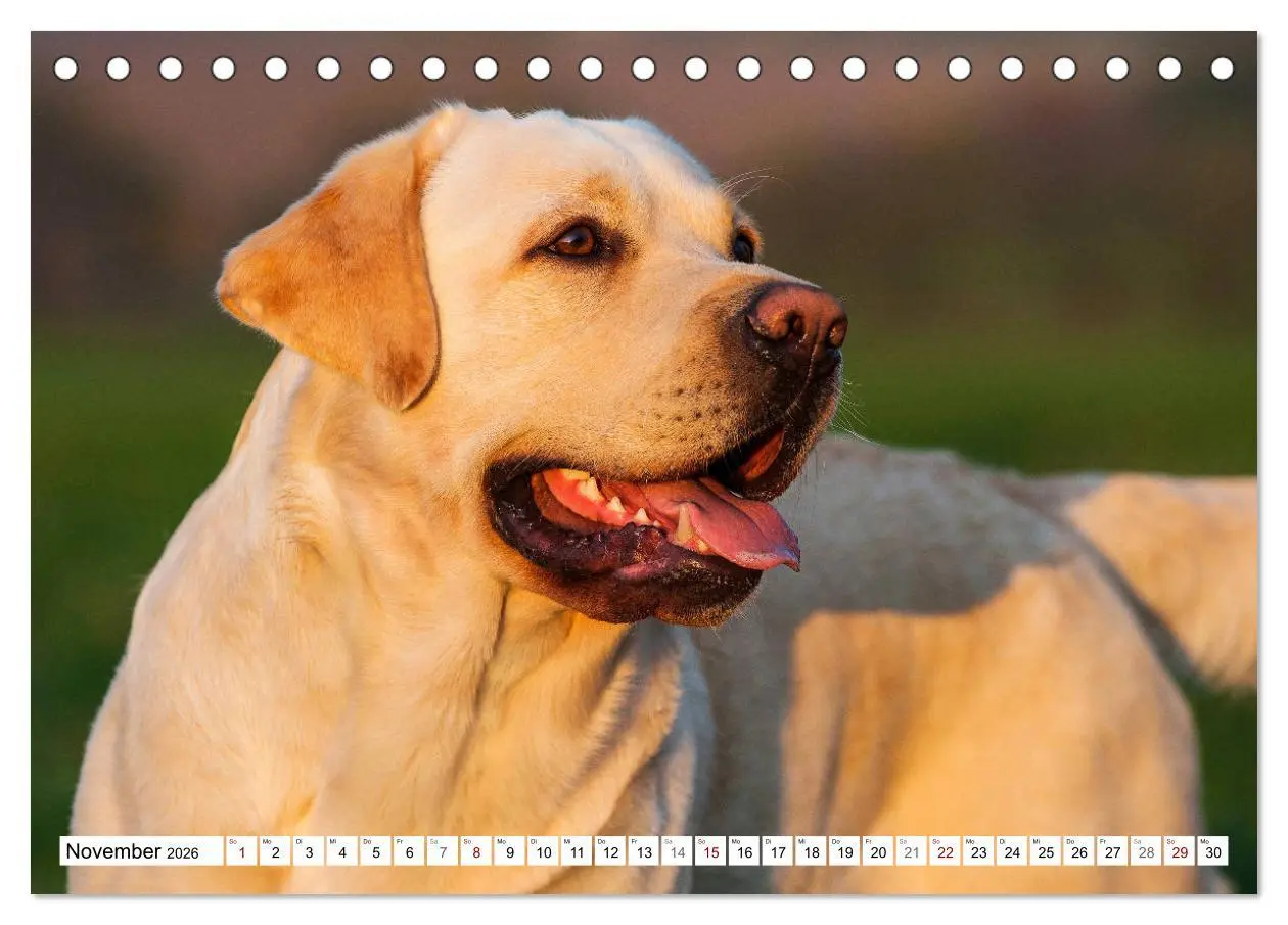 Bild: 9783457824115 | Freund auf 4 Pfoten - Labrador Retriever (Tischkalender 2026 DIN A5...