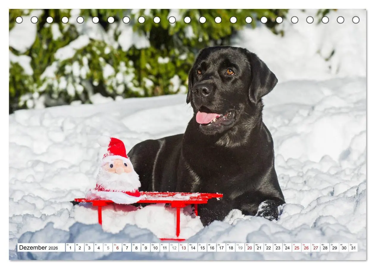 Bild: 9783457824115 | Freund auf 4 Pfoten - Labrador Retriever (Tischkalender 2026 DIN A5...