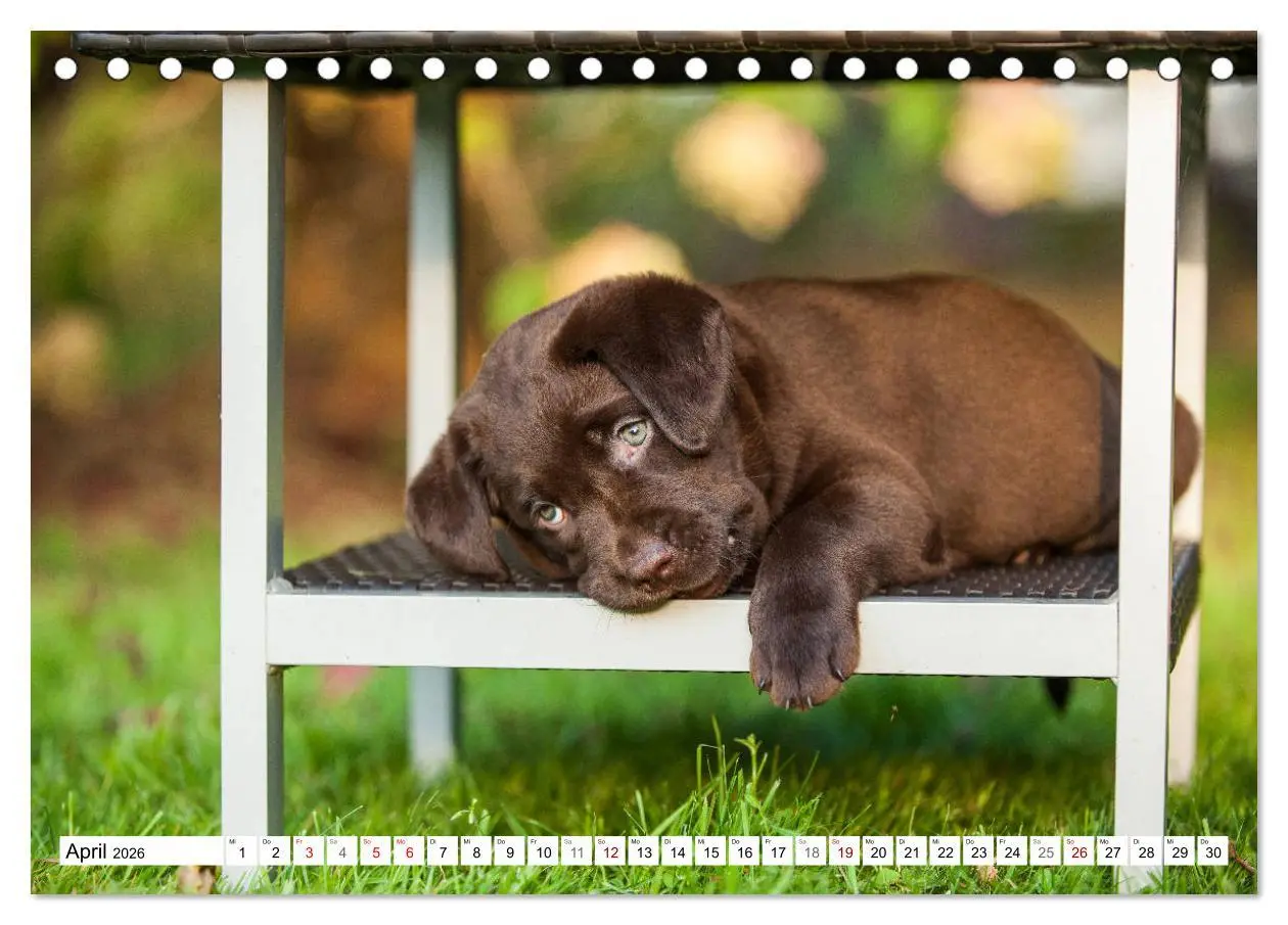 Bild: 9783457824115 | Freund auf 4 Pfoten - Labrador Retriever (Tischkalender 2026 DIN A5...