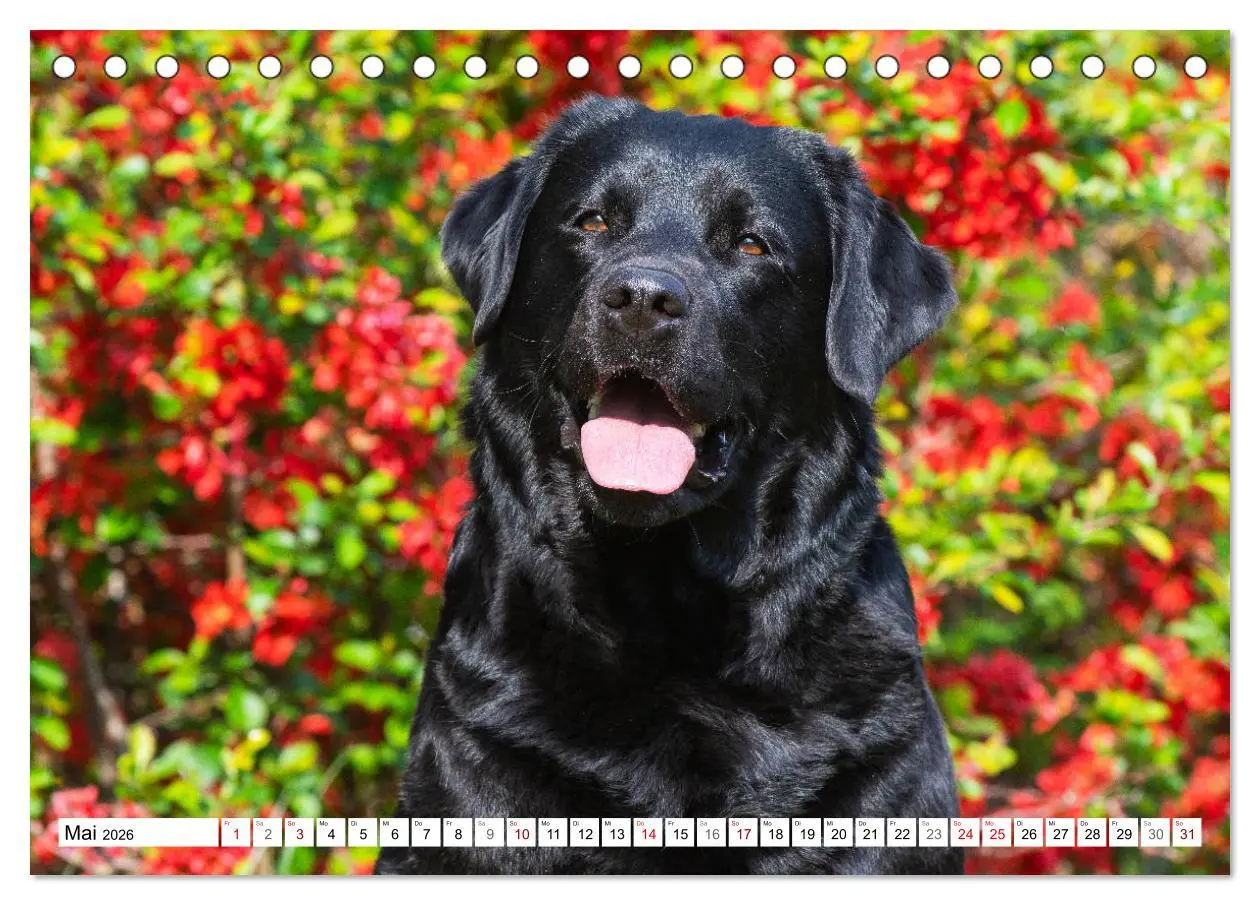 Bild: 9783457824115 | Freund auf 4 Pfoten - Labrador Retriever (Tischkalender 2026 DIN A5...