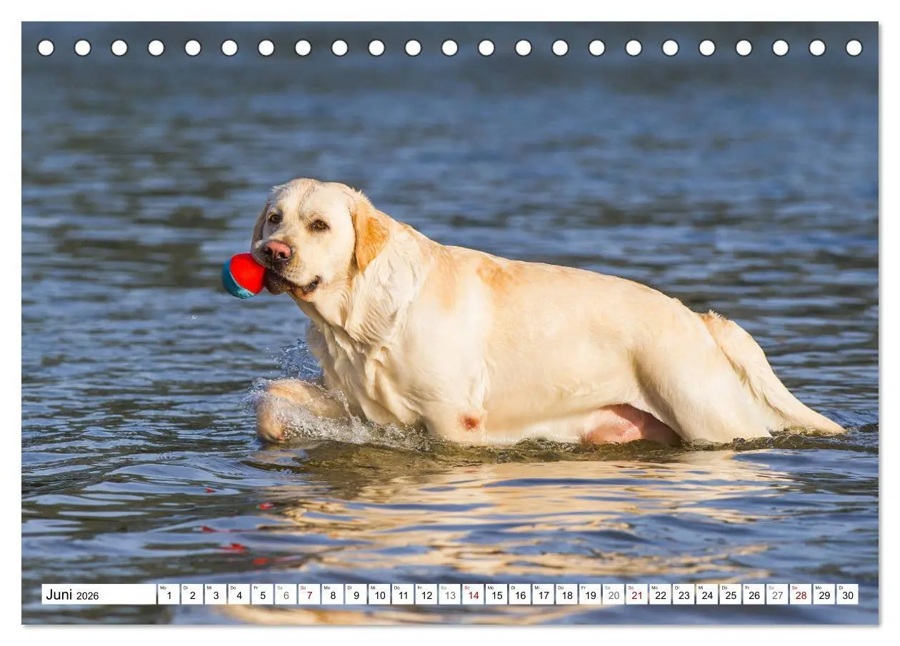 Bild: 9783457824115 | Freund auf 4 Pfoten - Labrador Retriever (Tischkalender 2026 DIN A5...