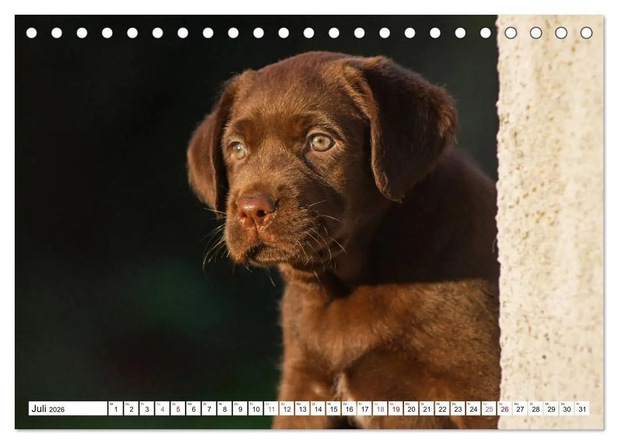 Bild: 9783457824115 | Freund auf 4 Pfoten - Labrador Retriever (Tischkalender 2026 DIN A5...