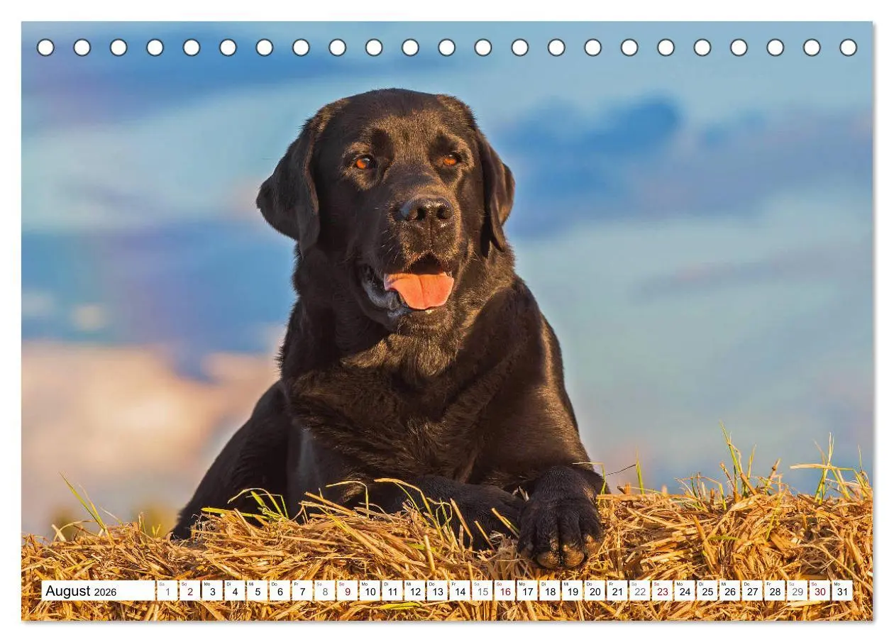 Bild: 9783457824115 | Freund auf 4 Pfoten - Labrador Retriever (Tischkalender 2026 DIN A5...
