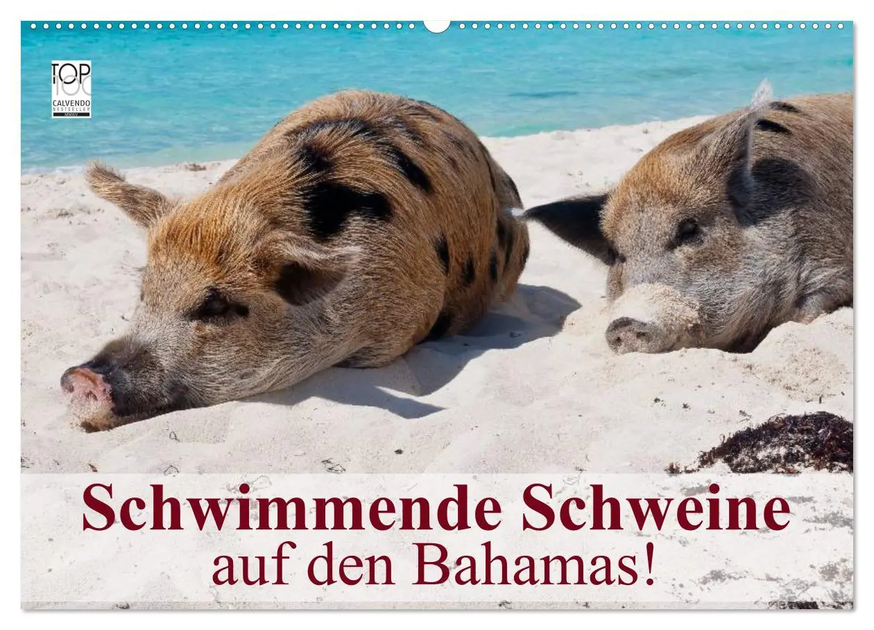 Cover: 9783516224115 | Schwimmende Schweine auf den Bahamas! (Wandkalender 2026 DIN A2...