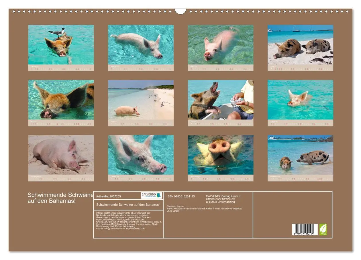 Bild: 9783516224115 | Schwimmende Schweine auf den Bahamas! (Wandkalender 2026 DIN A2...