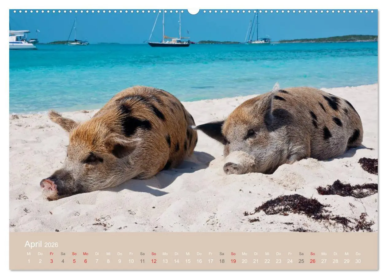 Bild: 9783516224115 | Schwimmende Schweine auf den Bahamas! (Wandkalender 2026 DIN A2...