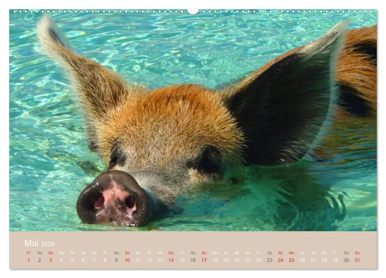 Bild: 9783516224115 | Schwimmende Schweine auf den Bahamas! (Wandkalender 2026 DIN A2...