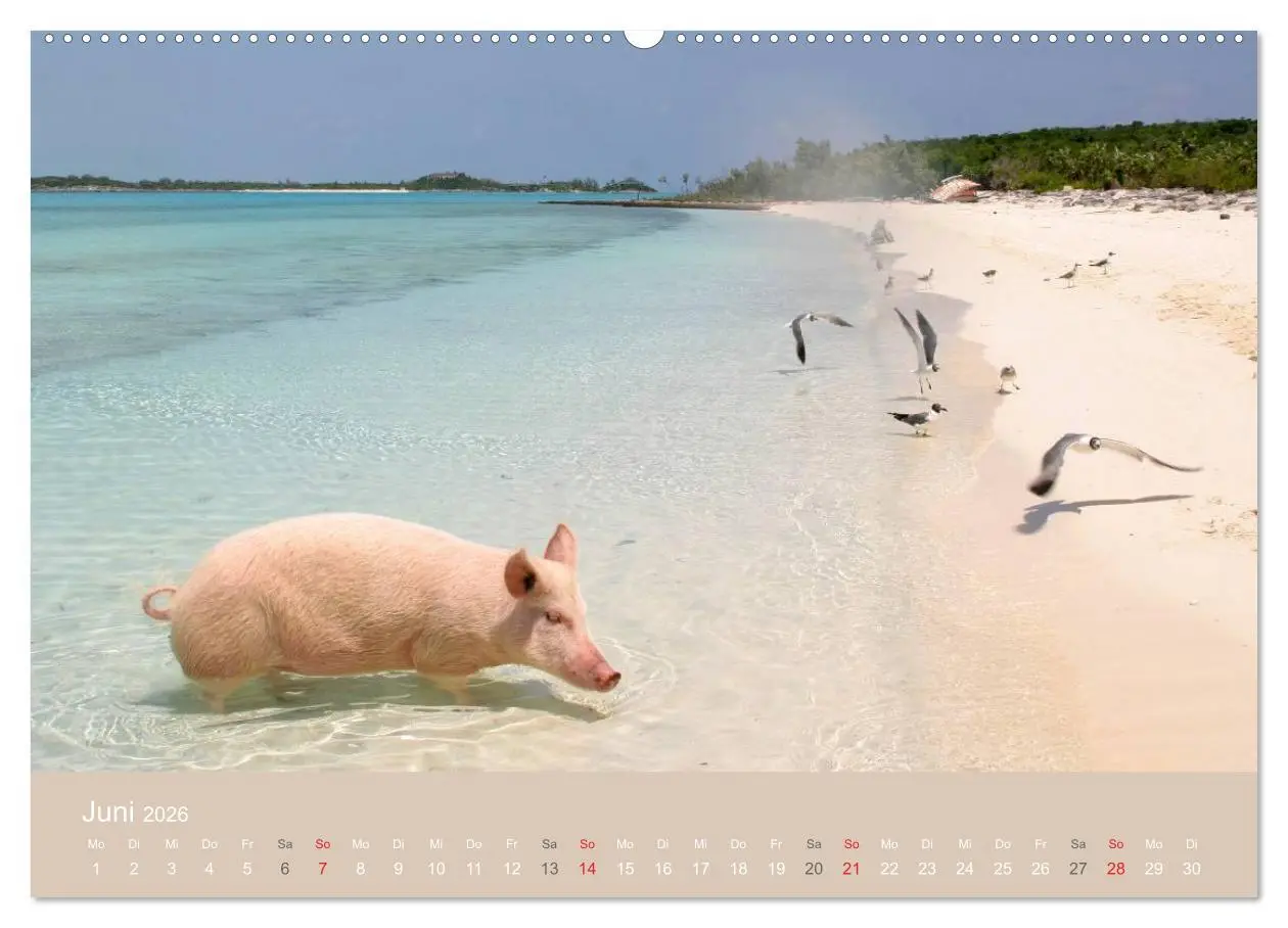 Bild: 9783516224115 | Schwimmende Schweine auf den Bahamas! (Wandkalender 2026 DIN A2...