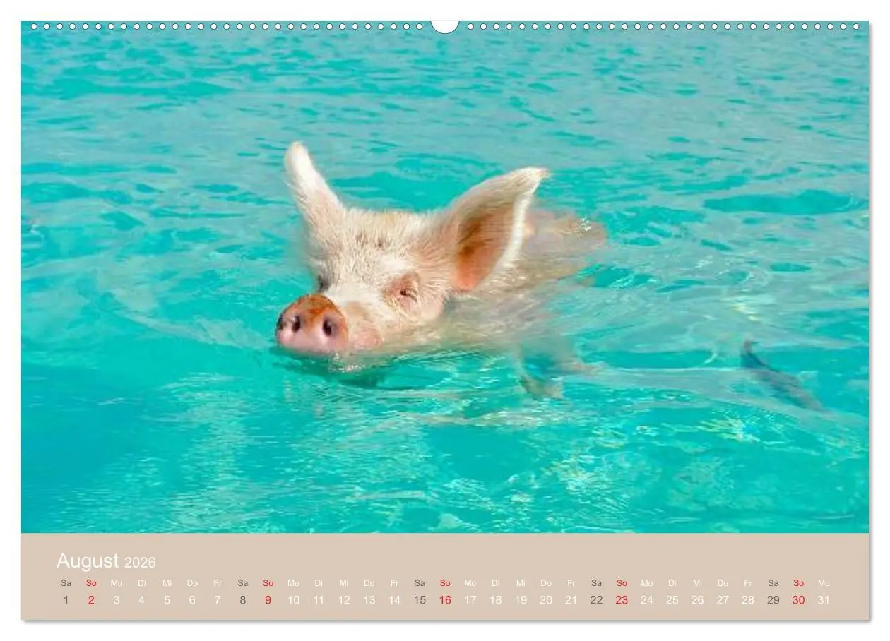 Bild: 9783516224115 | Schwimmende Schweine auf den Bahamas! (Wandkalender 2026 DIN A2...