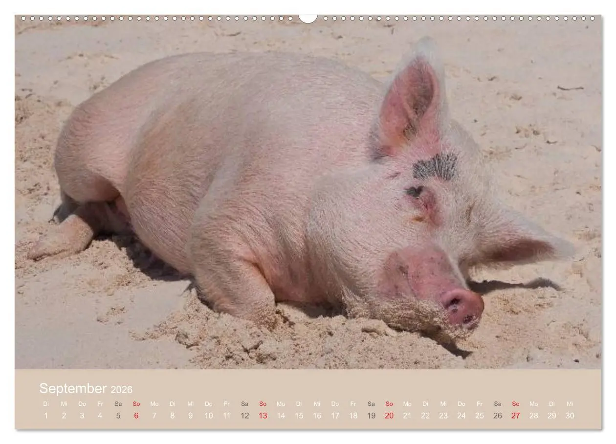 Bild: 9783516224115 | Schwimmende Schweine auf den Bahamas! (Wandkalender 2026 DIN A2...
