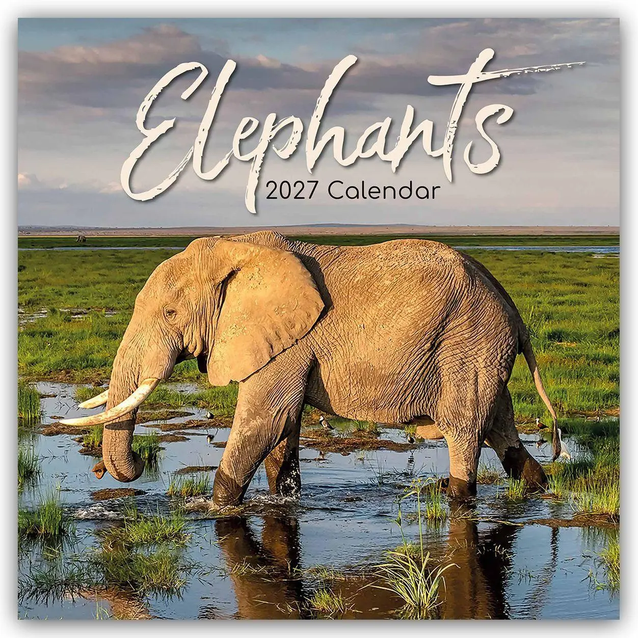 Cover: 9781805974215 | Elephants - Elefanten 2027 - 16-Monatskalender | The Gifted | Kalender
