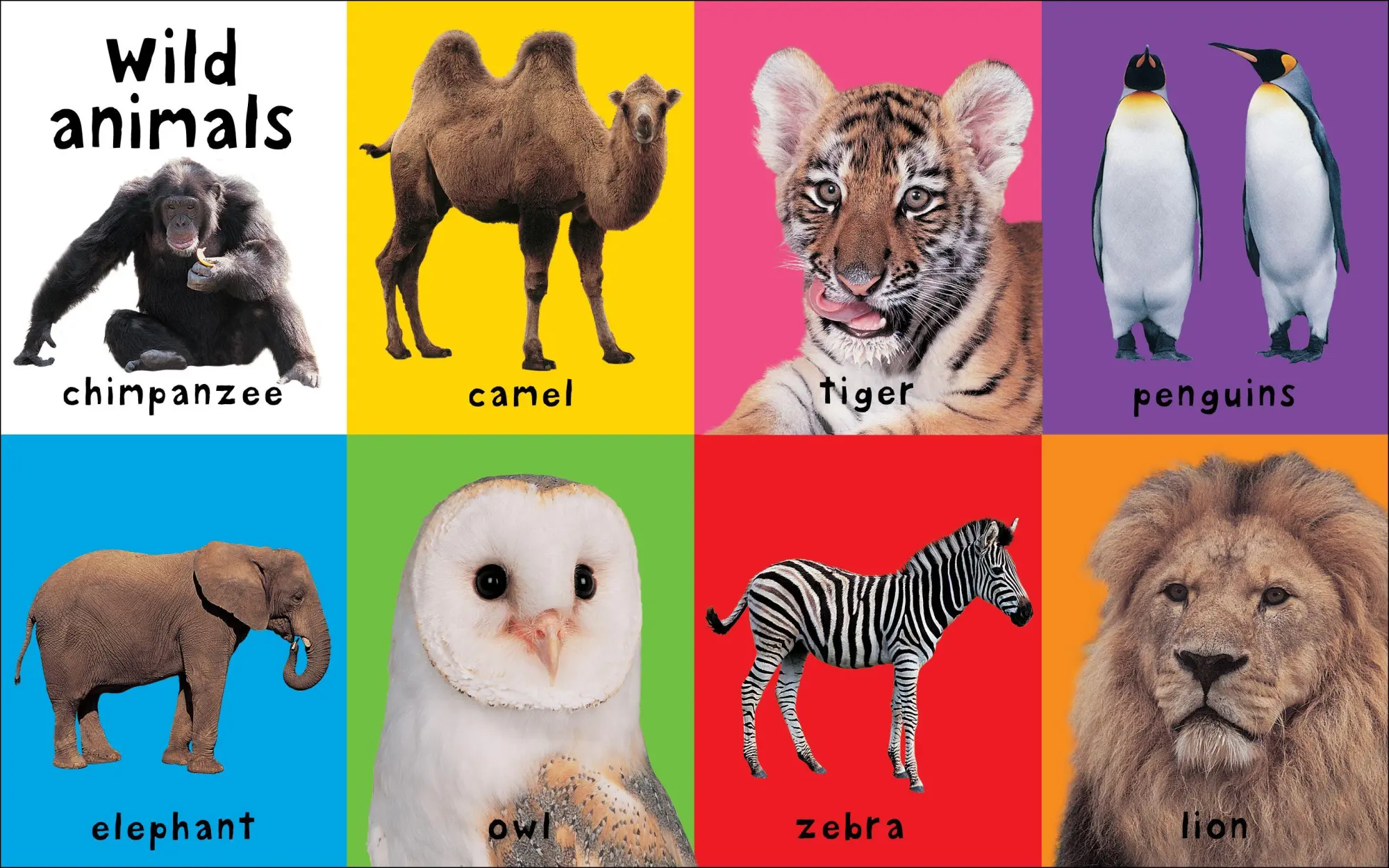 Bild: 9781849154215 | First 100 Animals | Priddy Books (u. a.) | Buch | Gebunden | Englisch