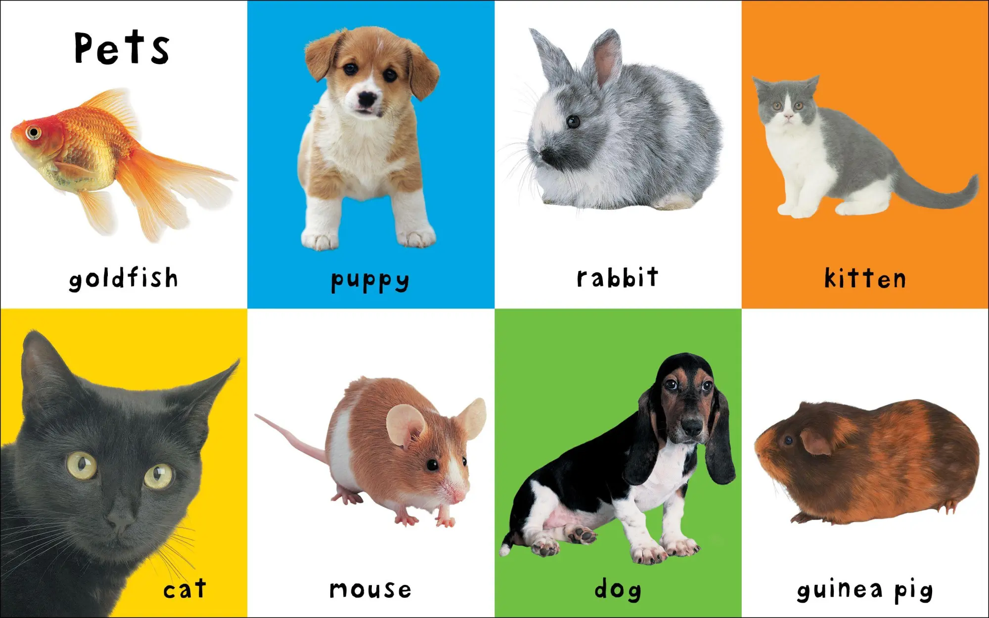 Bild: 9781849154215 | First 100 Animals | Priddy Books (u. a.) | Buch | Gebunden | Englisch