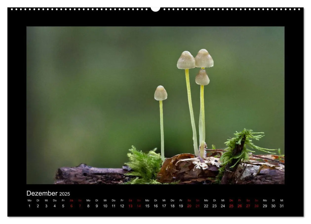 Bild: 9783435414215 | Pilzgalerie - Heimische Pilze aus der Region Rheinland-Pfalz...
