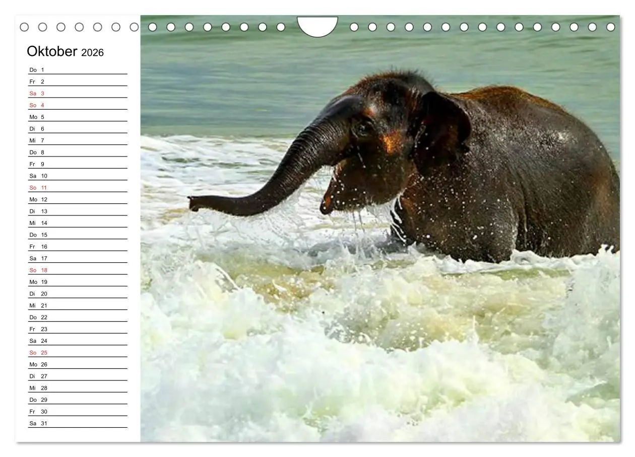 Bild: 9783516214215 | Elefanten - Wasserspaß am Strand (Wandkalender 2026 DIN A4 quer),...