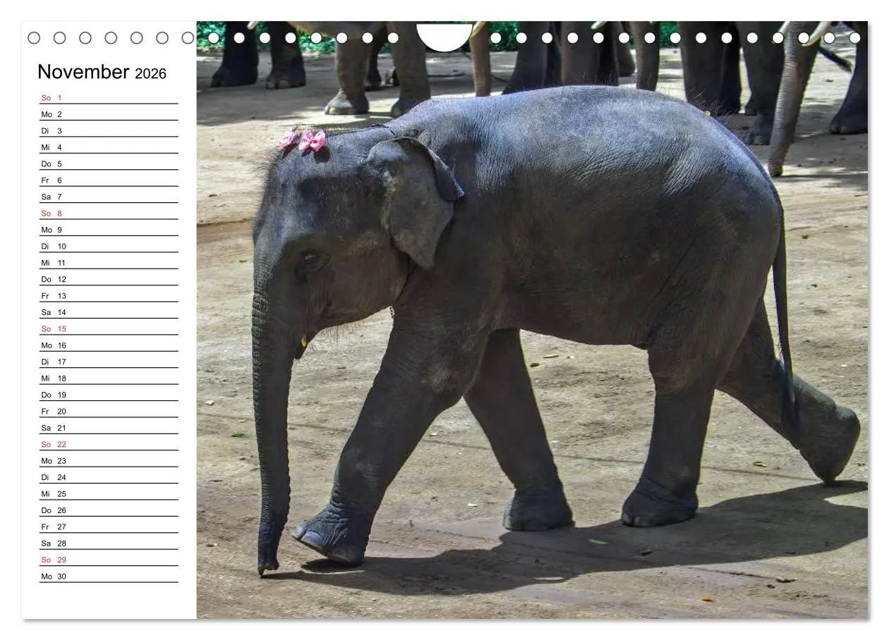 Bild: 9783516214215 | Elefanten - Wasserspaß am Strand (Wandkalender 2026 DIN A4 quer),...
